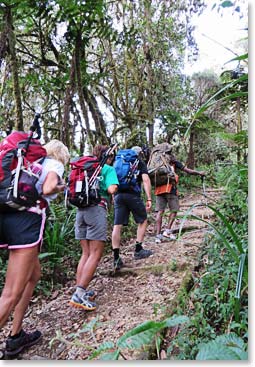 Starting the climb through lush green forests 