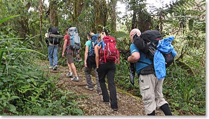 We begin our climb in the forest