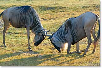 Wildebeests Fight