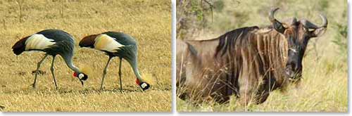 Crowned Cranes, Wildebeest