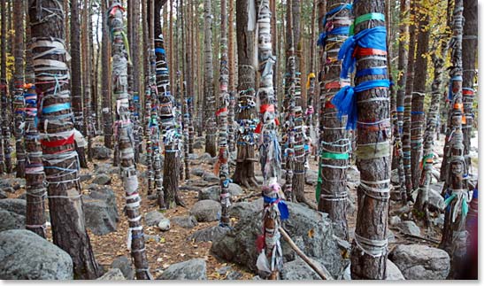 The ribbon forest near Arshan.