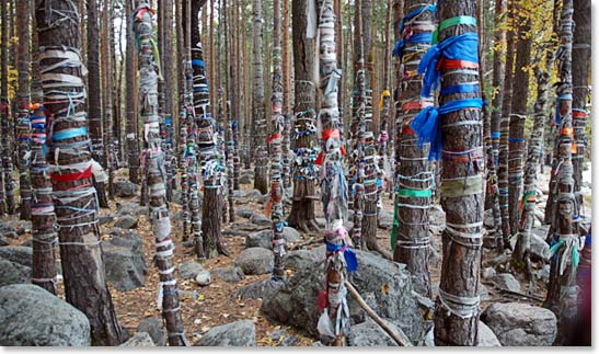 The ribbon forest near Arshan.