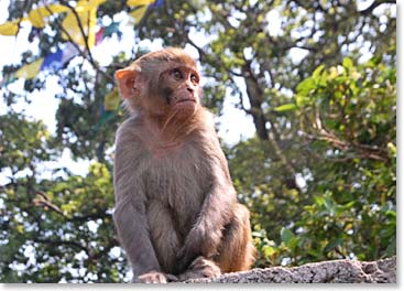 Rhesus monkeys are found throughout Kathmandu