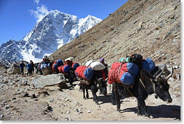 Yak trains going up to Everest Base Camp