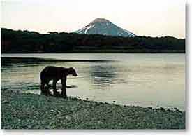 Kamchatka Bear