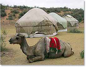 Yurt camp in the desert 