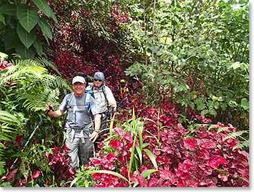 Beautiful flora and fauna on the way to base camp