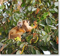 Squirrel monkeys