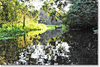 Floating through the jungle on the Napo river