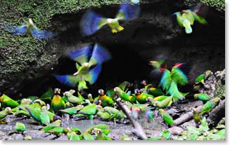 parrots feeding at the clay licks