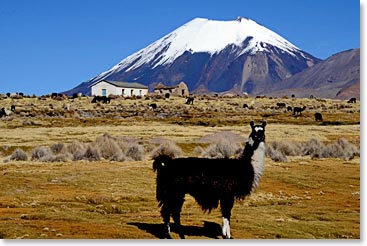 Llamas greet us in Sajama Village.