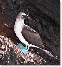 Galapagos dove