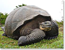 Giant Tortoise