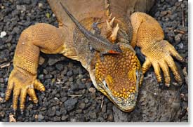 Land Iguana and Lizard