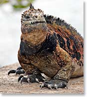 Marine Iguana