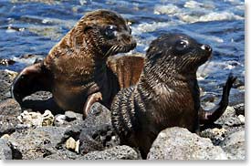 Seal Pups