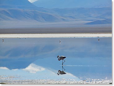 Flamingos congregate in the waters here