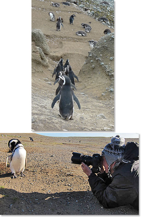 Visit Magdalena Islands and their penguins