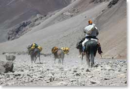 Going down the mt. with Mules