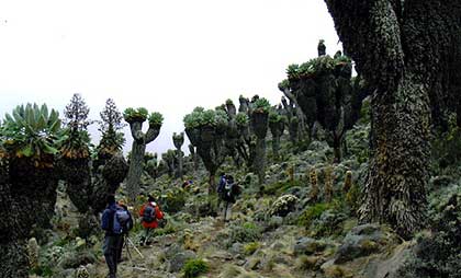 Samaso trees