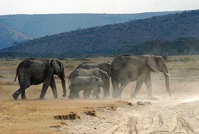 Elephant Herd