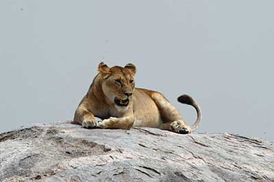 Lioness on the rock