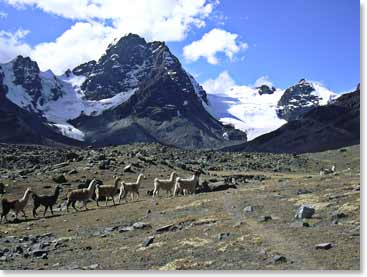 llamas along our trail to Condoriri Base Camp