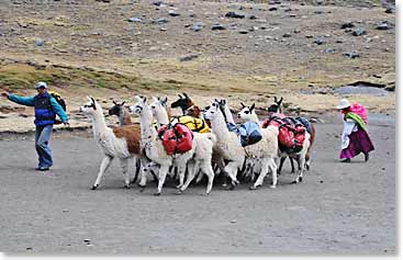 Our gear arriving on lamas into base camp