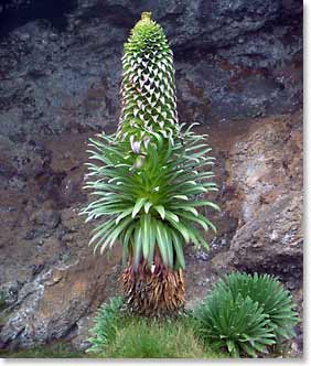 One of the many spectacular plant species – Lobelia