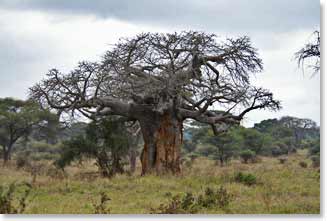 Baobas trees