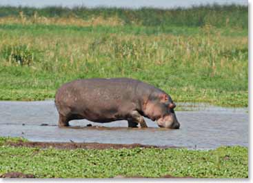 Breakfast with a Hippo