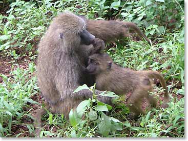 Baboon and her babies