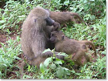 Baboon and her babies