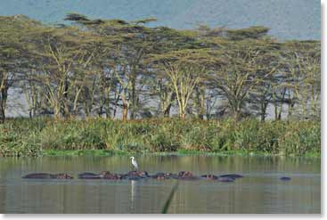 Hippos