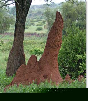 A Termite Hill