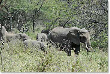 An elephant family