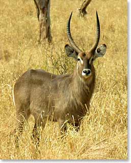 A male waterbuck