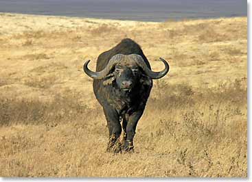 Cape buffalo checking us out