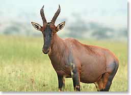 A topi gazelle grazes in the grass