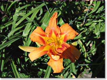 One of the many beautiful flowers that bloom on Kilimanjaro