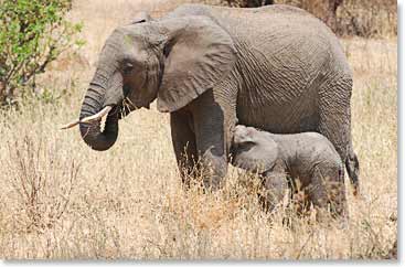 A mother and her baby, one of the many species of Africa