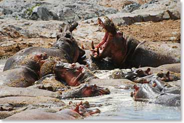 Hippos and their daily activity