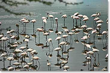 Hundreds of flamingos gather to feed in the lakes of Africa. 