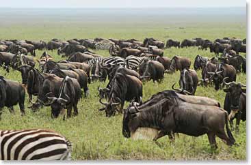 Groups of zebra and wildebeest can be seen together in the Ngorongoro National Park