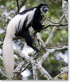 Black and white colobus monkeys are seen leaping from branch to branch.