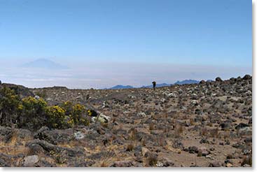 The alpine desert of Kili, not the best conditions for flowers, however, mosses, lichens and everlasting flowers can flourish here.