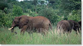 It is always an impressive sight to see elephants walk by.
