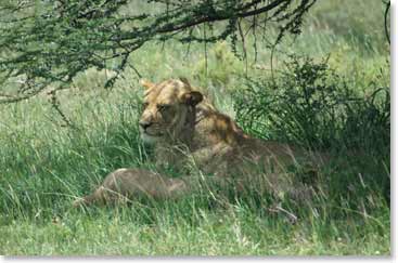 A group of lioness take cover under a tree to escape the heat