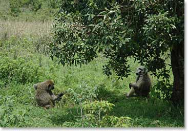 Baboons gather under a tree to eat the grass, roots, fruit and insects
