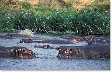 Hippos enjoying a cool swim in the pool. Hippos on average weigh about 3000 kgs! Their bodies overheat easy so they love to cool off in the pools.